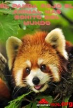 pelicula El Panda Rojo El Animal Mas Bonito Del Mundo